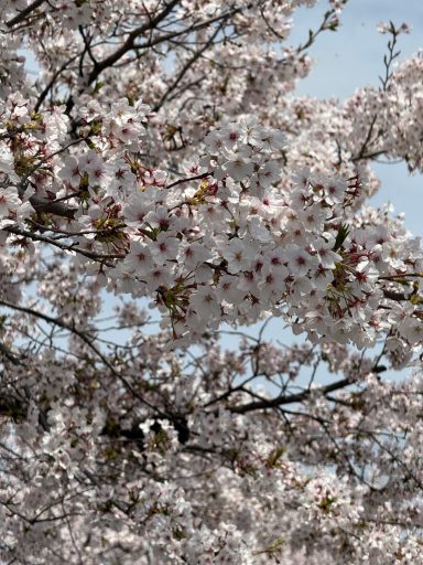 Frühling Frühling