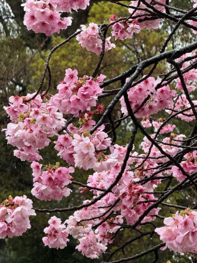 Ueno Park Ueno Park
