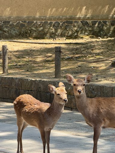 Nara-Park Nara-Park