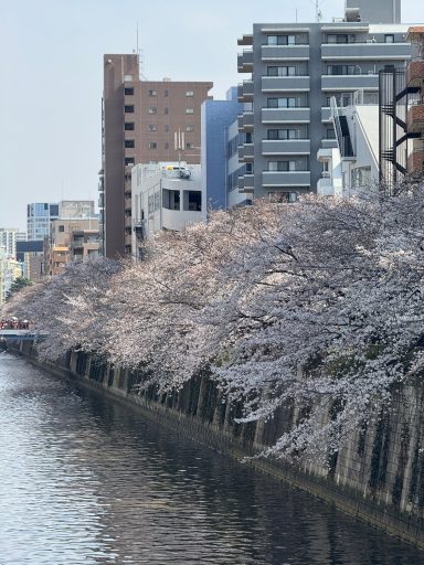 Meguro River Meguro River