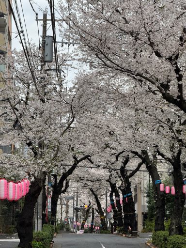Ikebukuro Harimazaka Sakura-namiki Ikebukuro