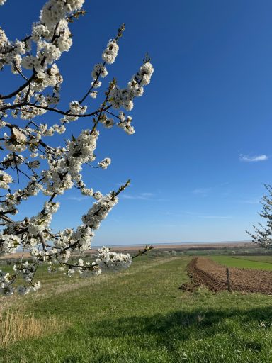 Neusiedler See Neusiedler See